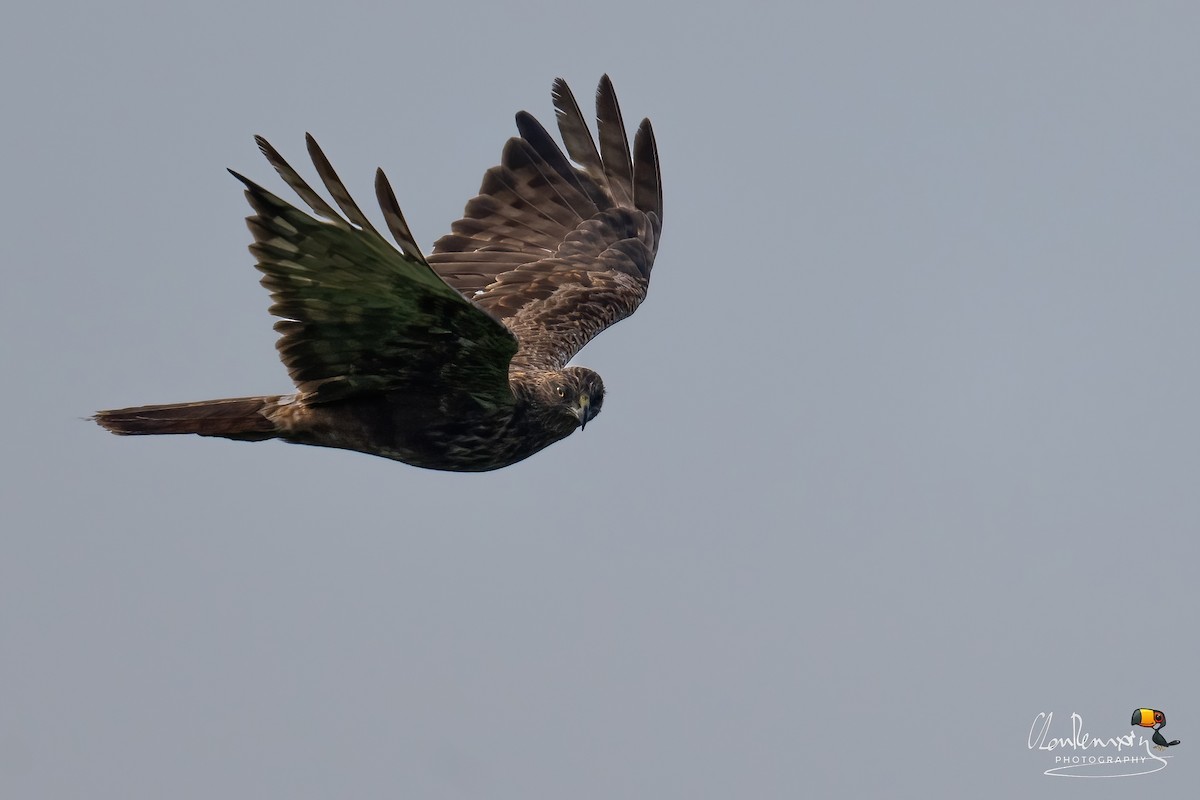 moták východní - ML646577883