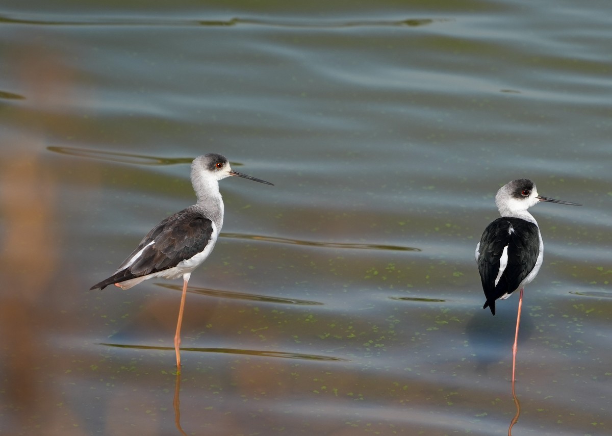 Zankaluze eurasiarra - ML646577885