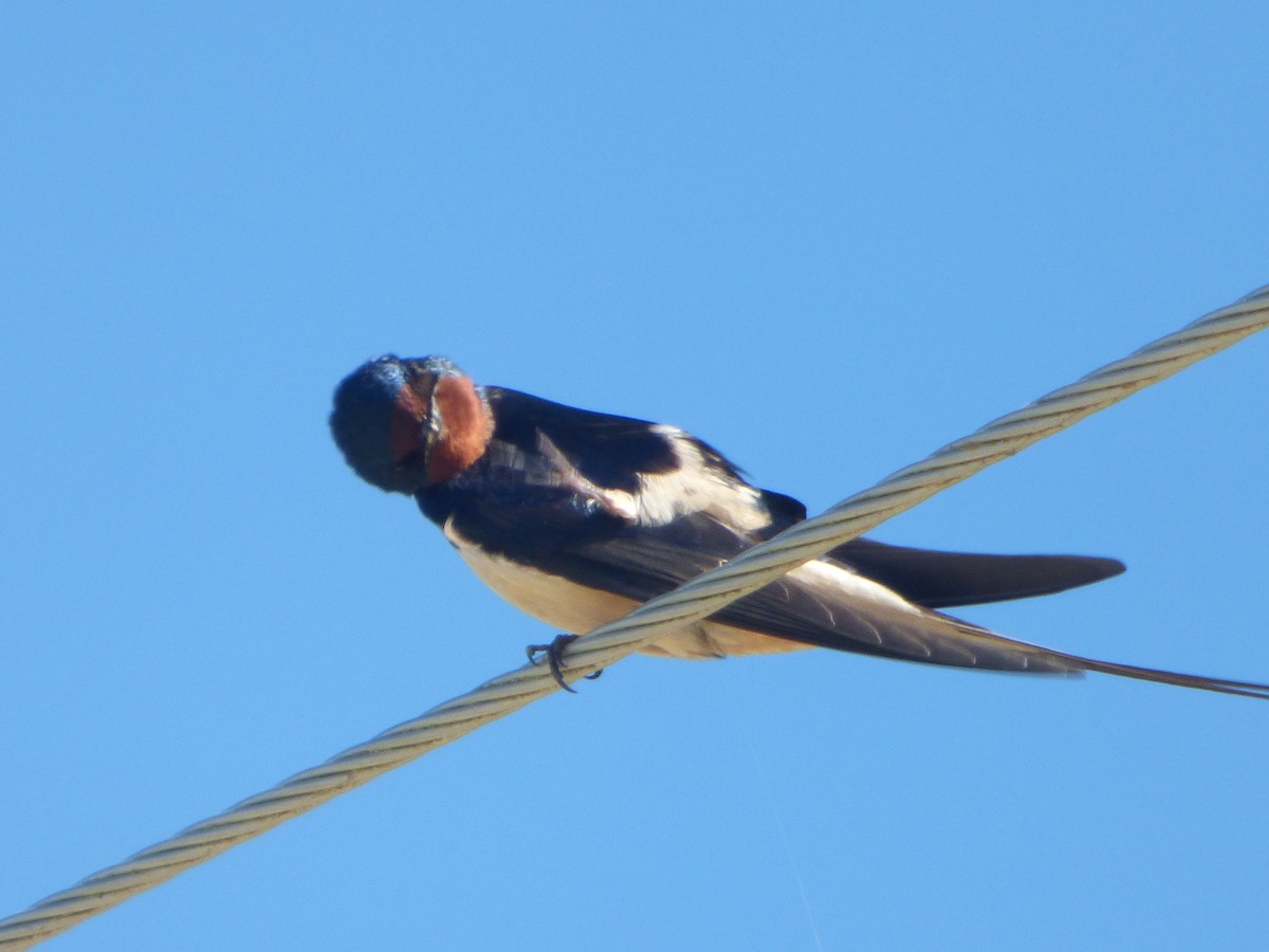 Barn Swallow - ML646577886