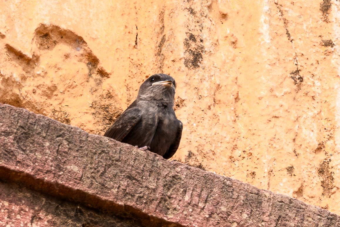 Esmer Kaya Kırlangıcı - ML646577889