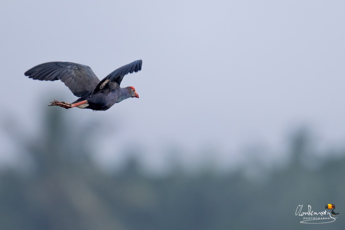 Schwarzmantel-Purpurhuhn - ML646577890