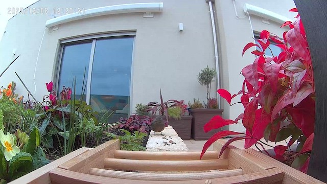 Colirrojo Tizón - ML646577896