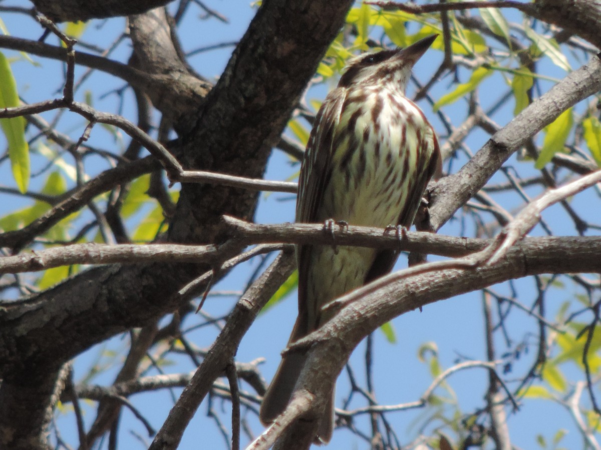 Streaked Flycatcher - ML646577897