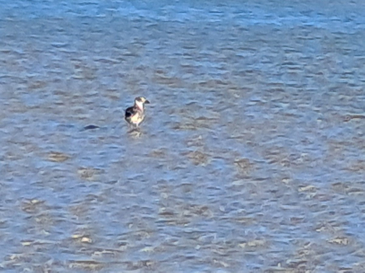 Laughing Gull - ML646577899