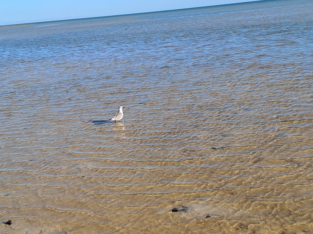 Laughing Gull - ML646577900