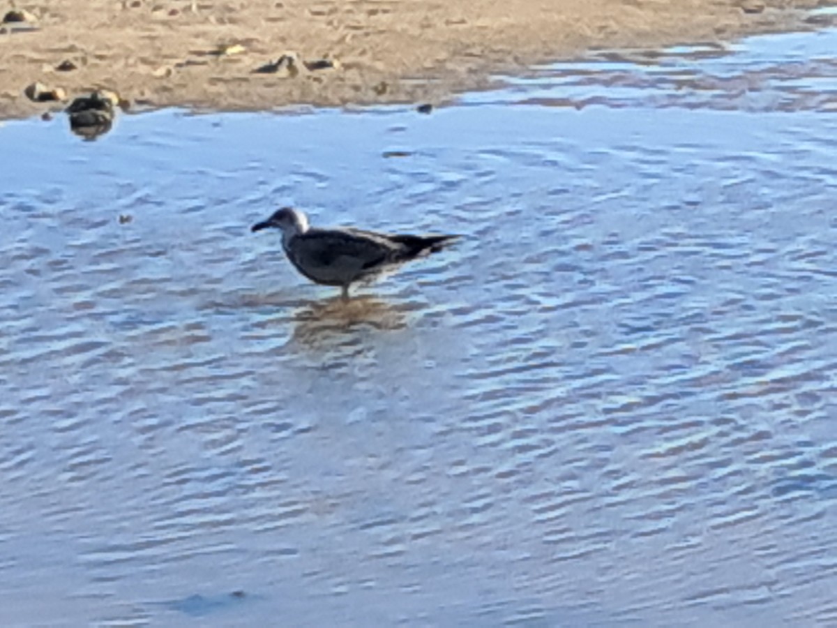 Laughing Gull - ML646577901