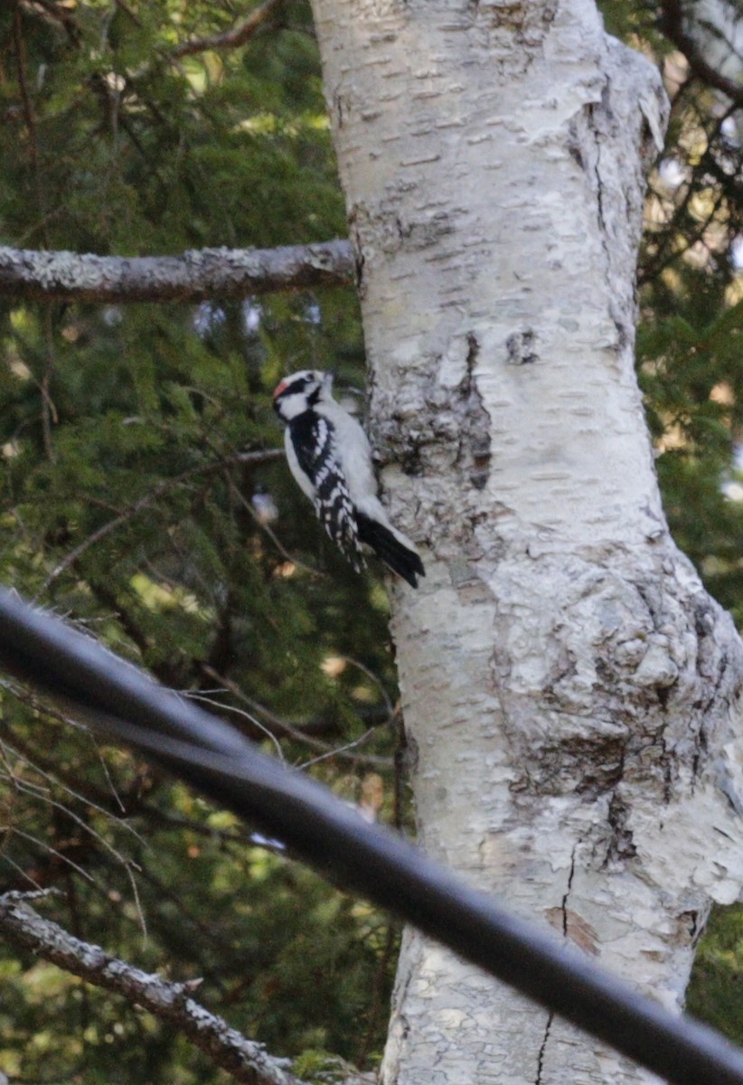 Yumuşak Tüylü Ağaçkakan - ML646577905