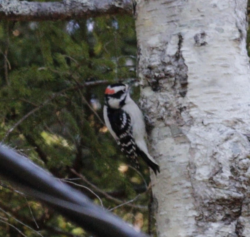 Yumuşak Tüylü Ağaçkakan - ML646577906