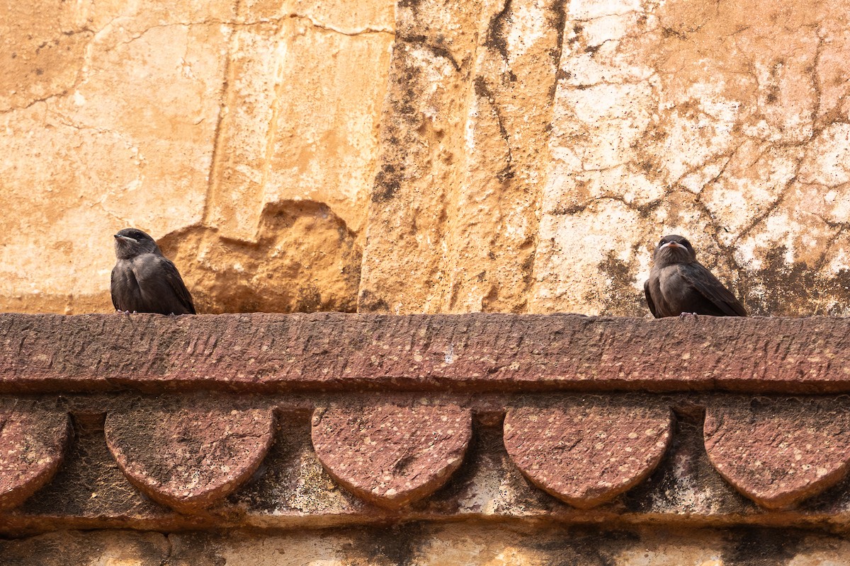 Esmer Kaya Kırlangıcı - ML646577907