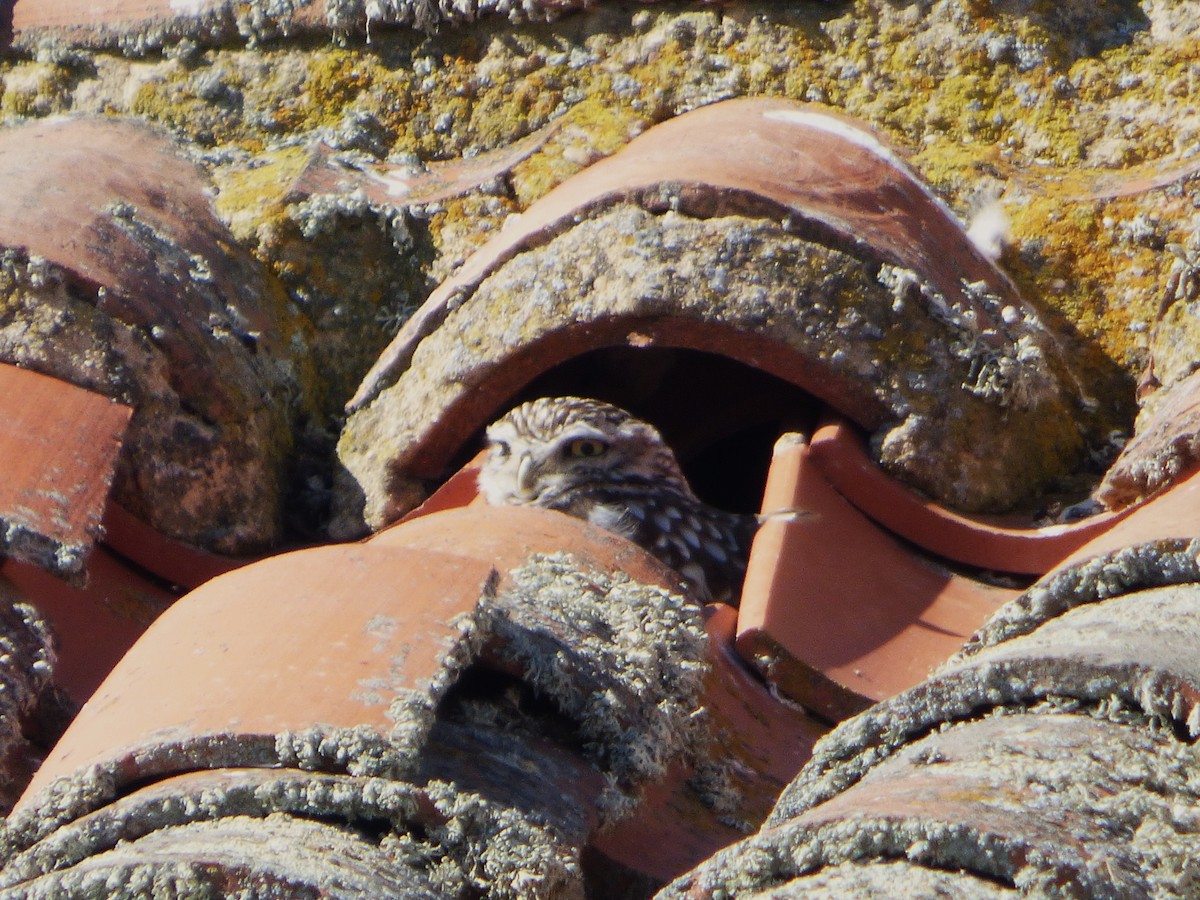 Little Owl - ML646577908