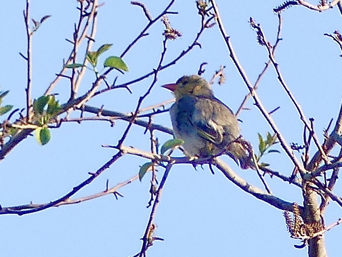 Red-headed Weaver - ML646577912