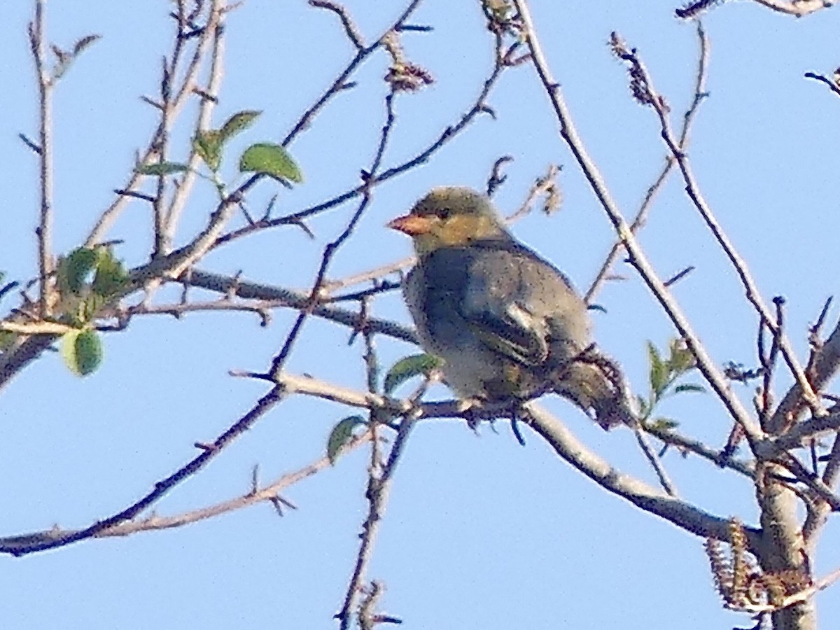 Red-headed Weaver - ML646577913