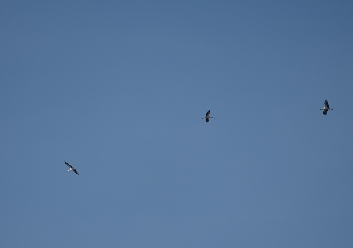 Oriental Stork - ML646577917