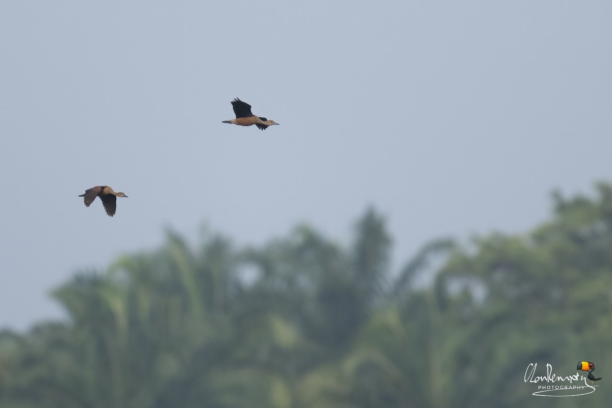 Javapfeifgans - ML646577919