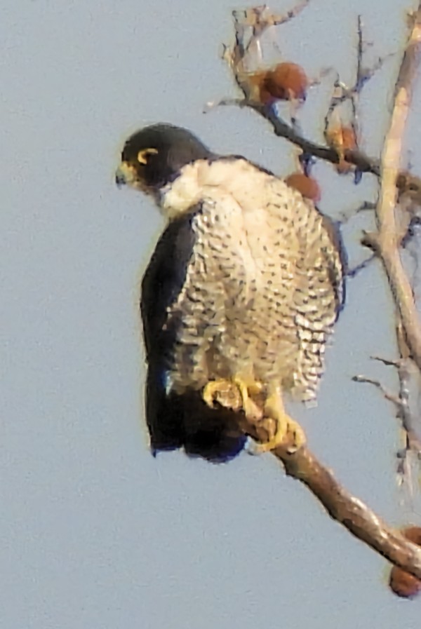 sokol stěhovavý - ML646577921