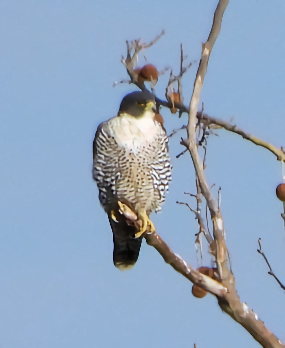 sokol stěhovavý - ML646577922