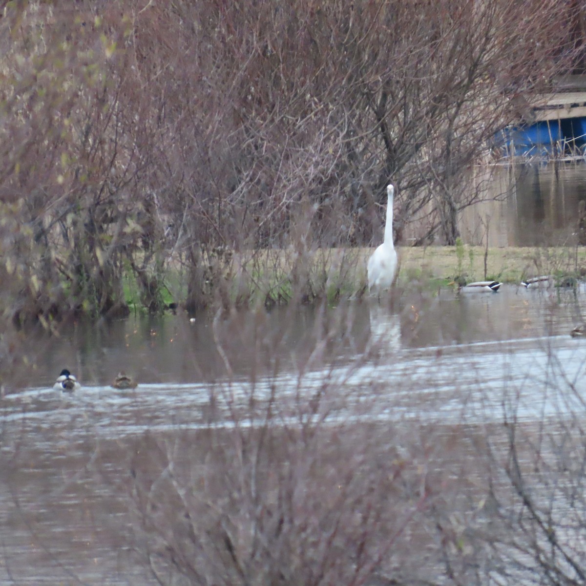 Great Egret (alba) - ML646577925