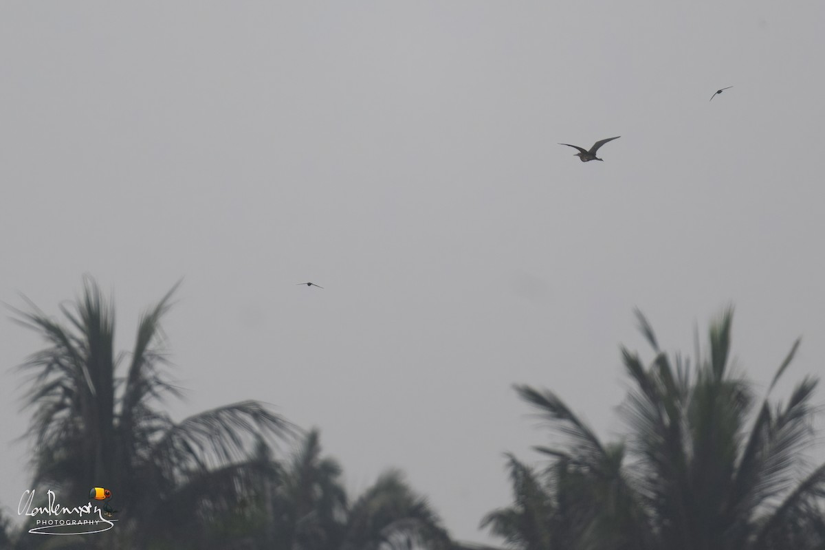 Schwarzdommel - ML646577927