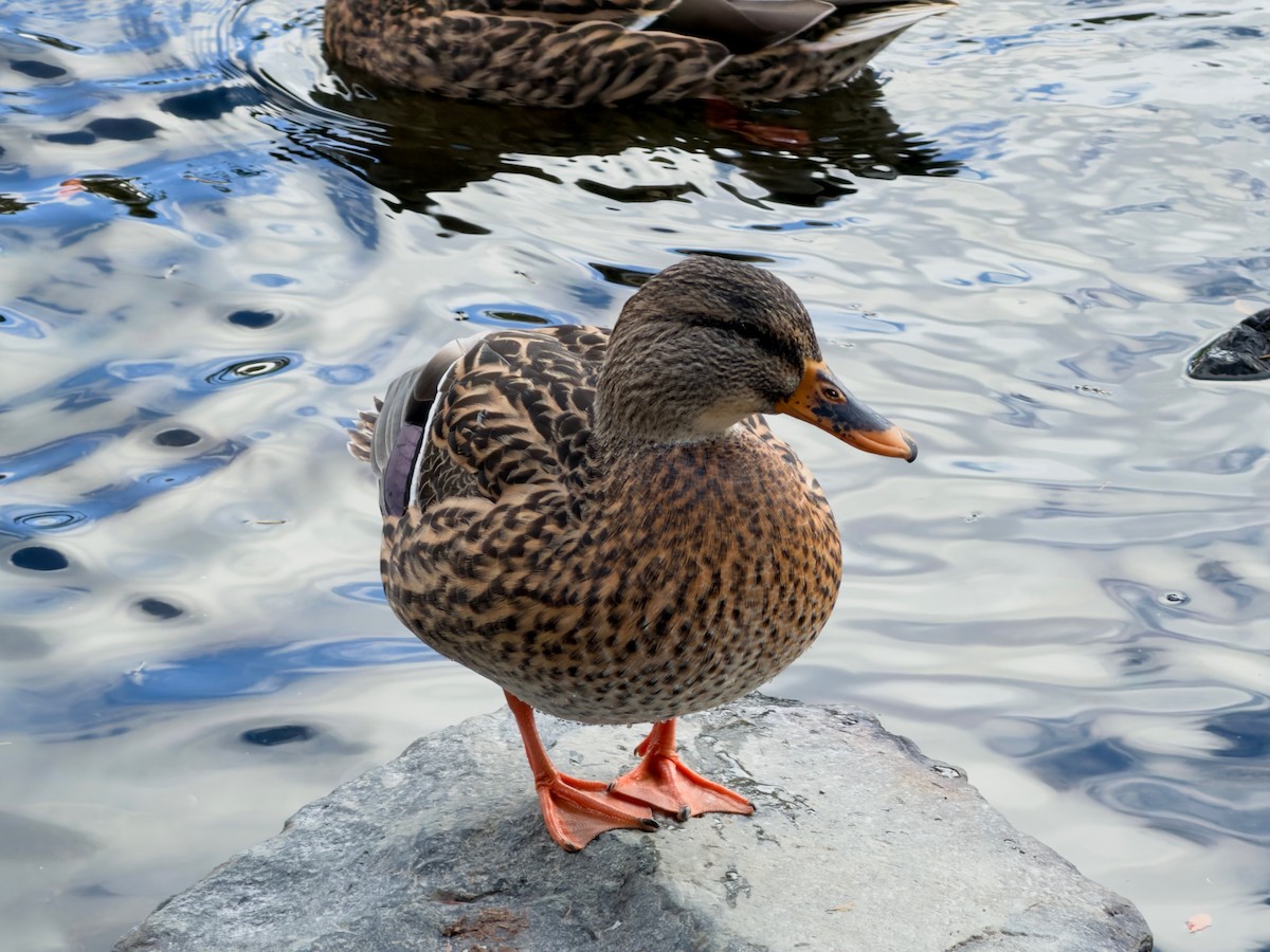 Mallard - ML646577928