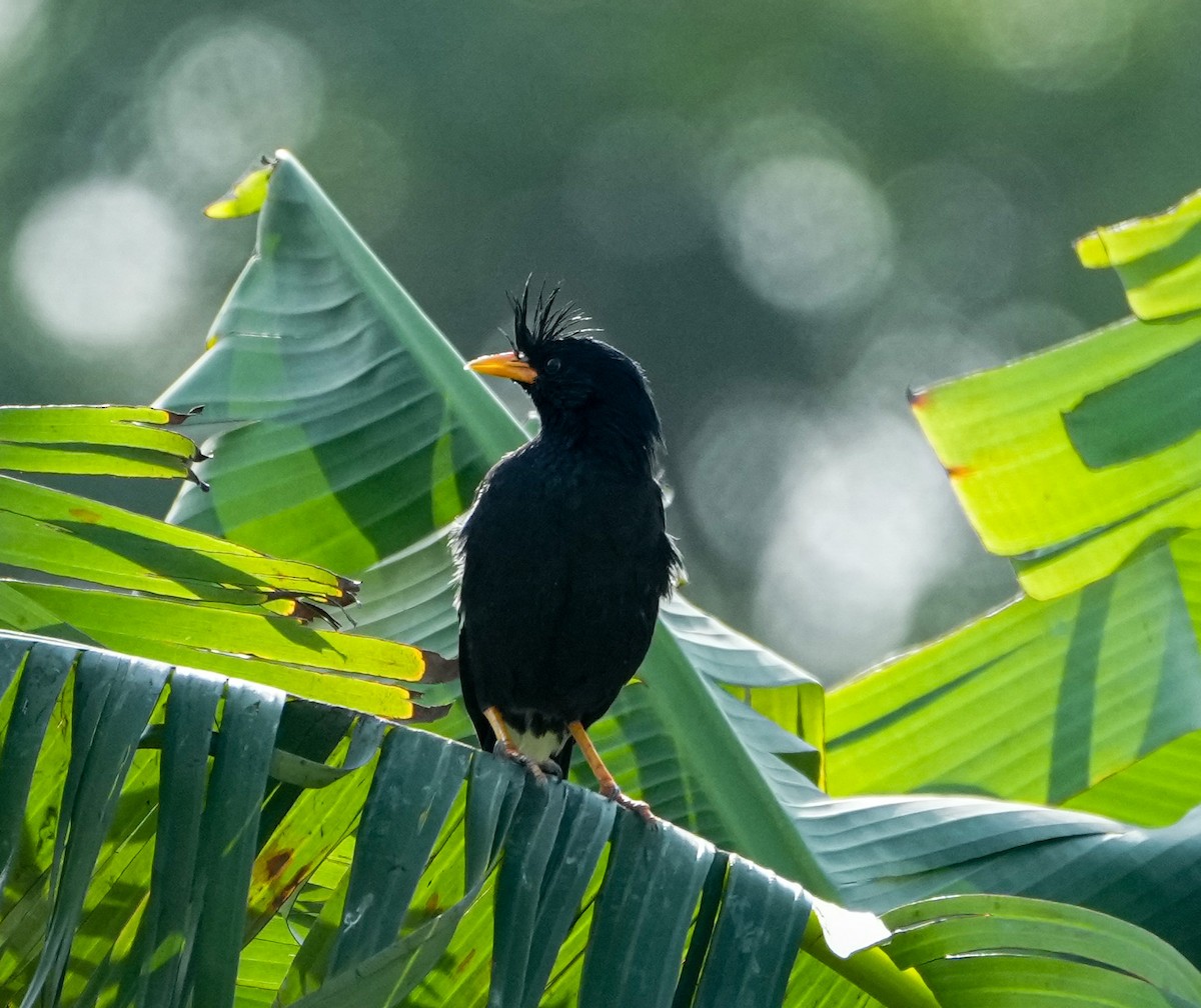 Great Myna - ML646577929