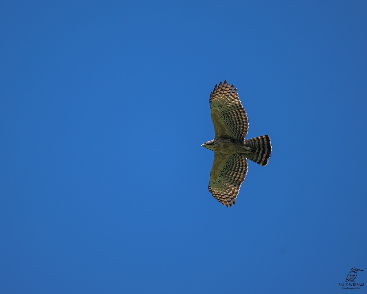 Nepal Atmaca Kartalı - ML646577930