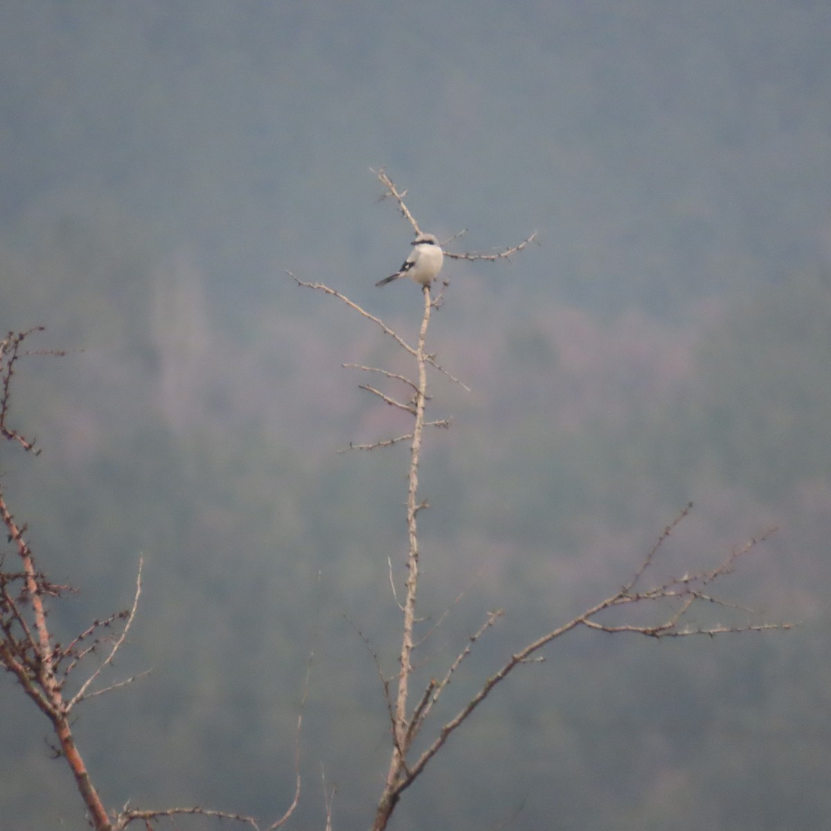 Great Gray Shrike - ML646577932