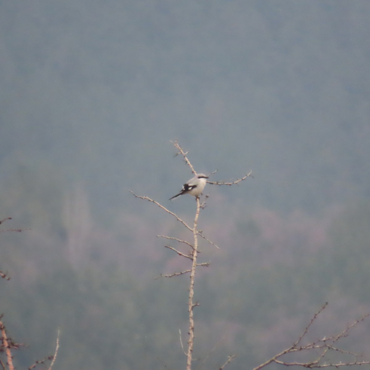 Great Gray Shrike - ML646577933