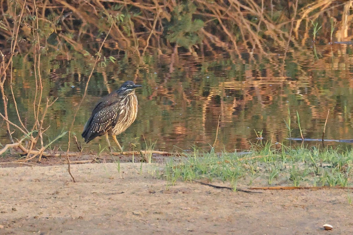 Garcilla Menor - ML646577941