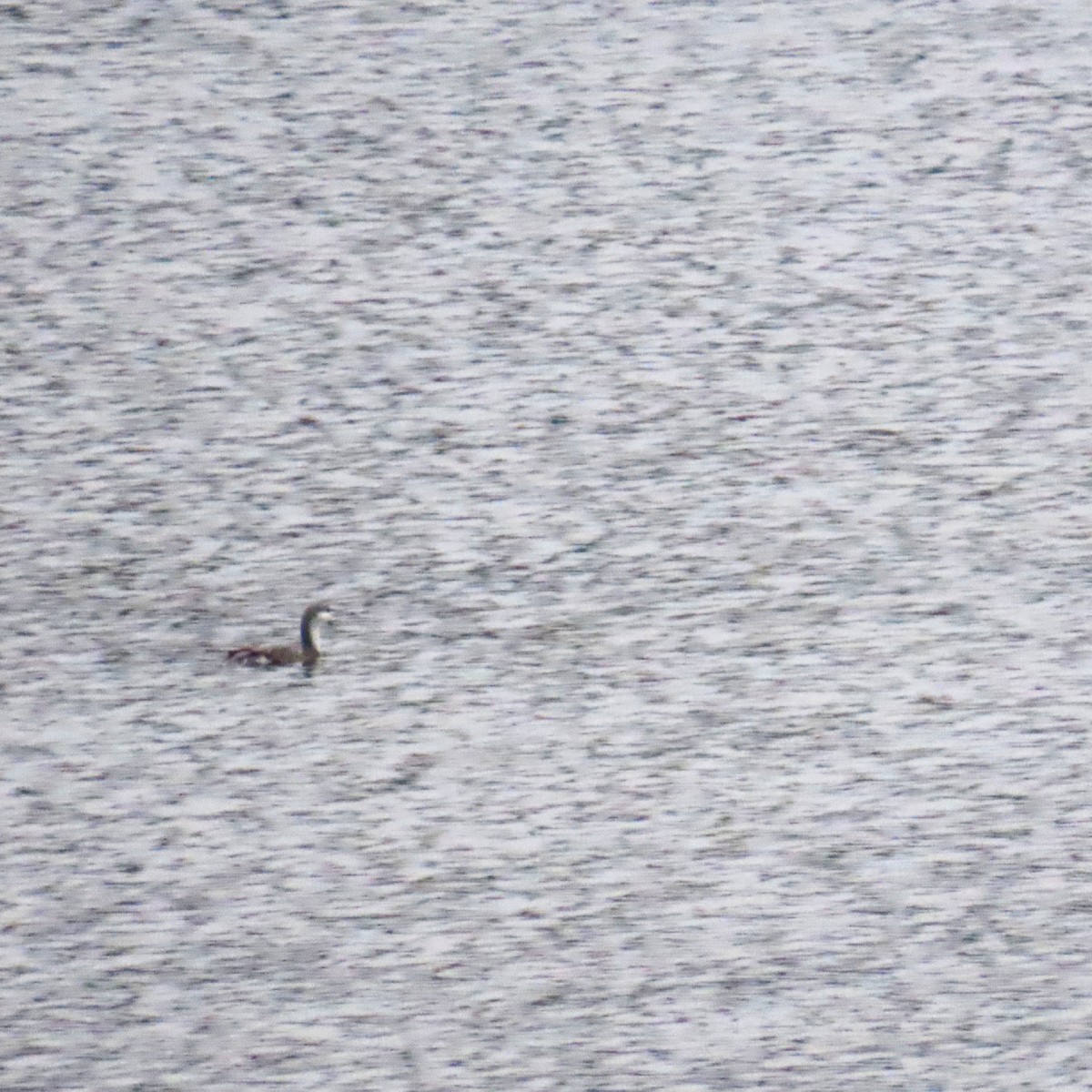 Red-throated Loon - ML646577950