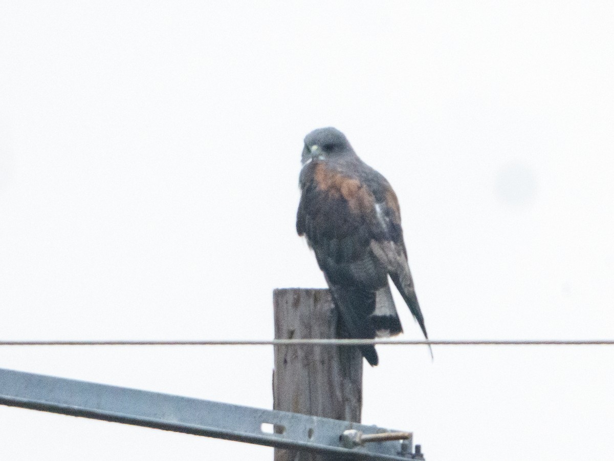 Busardo Coliblanco - ML646577962