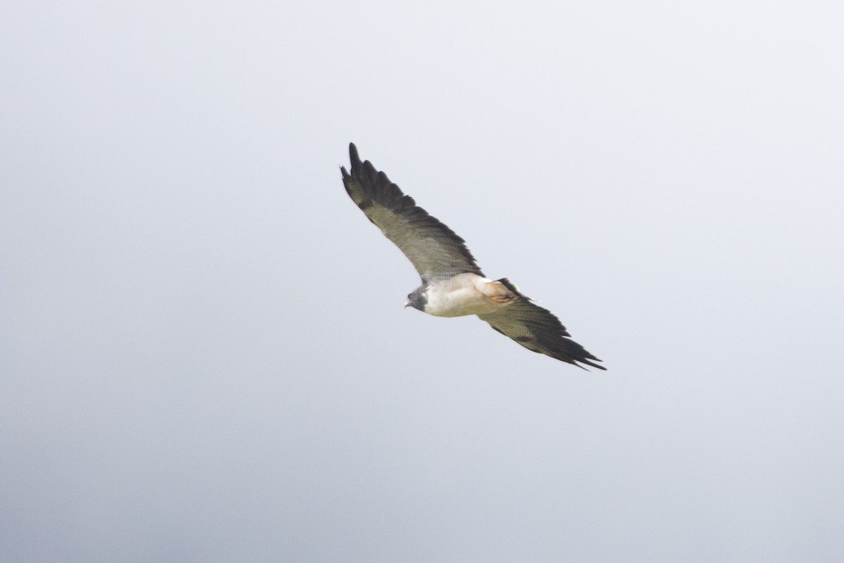 Busardo Coliblanco - ML646577963