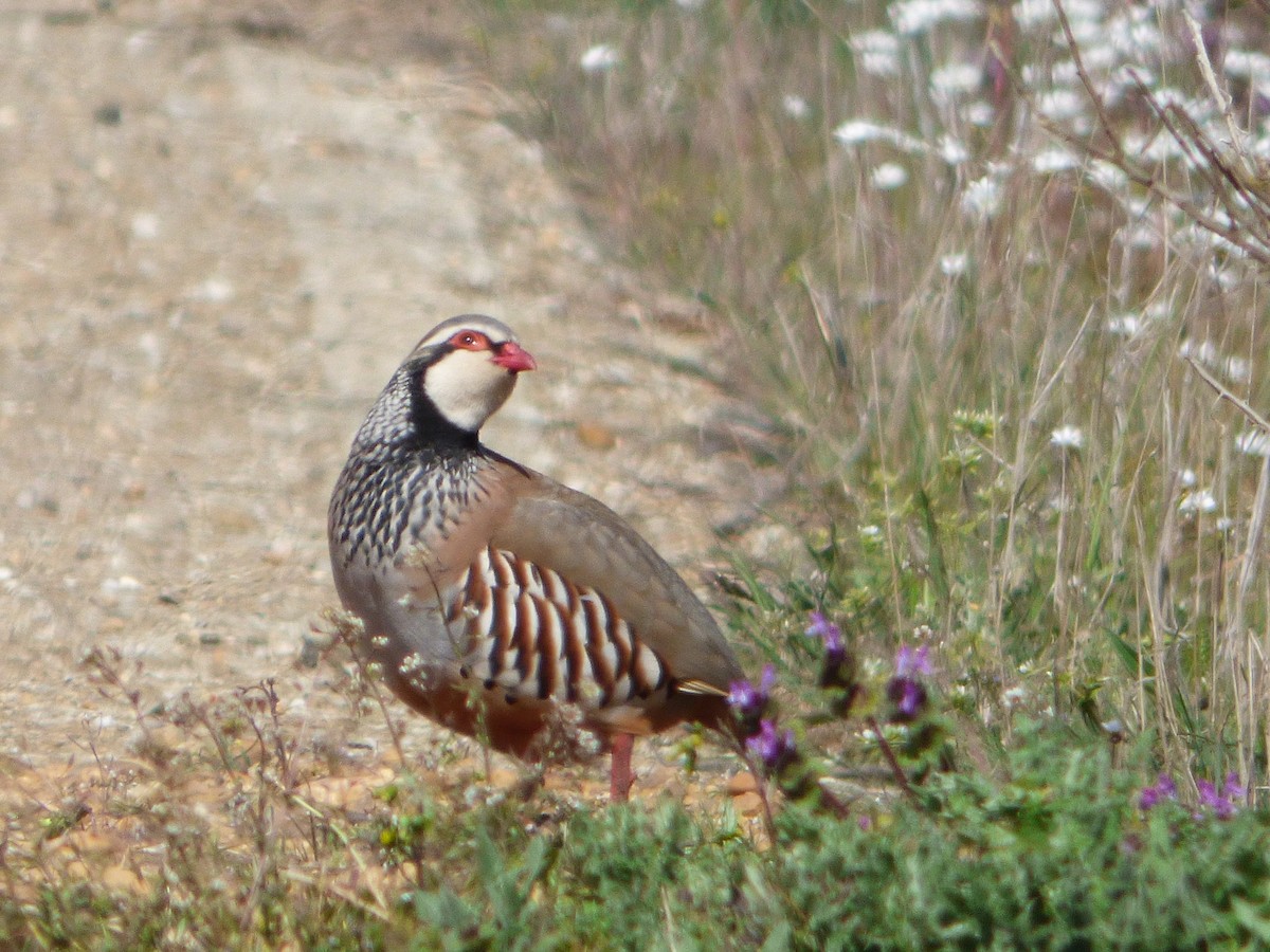 Perdiz Roja - ML646577965
