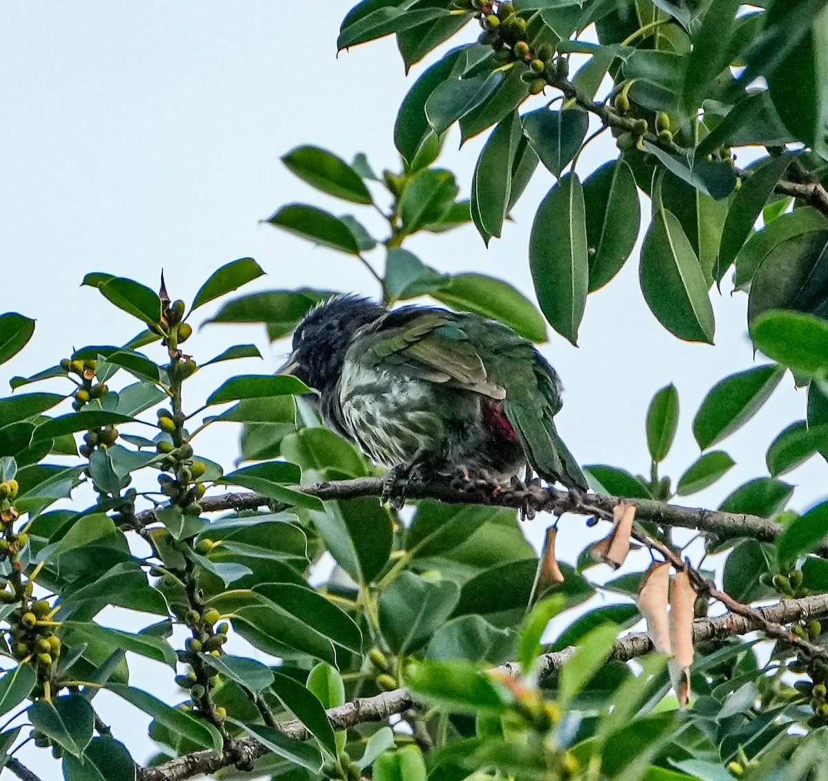Great Barbet - ML646577972