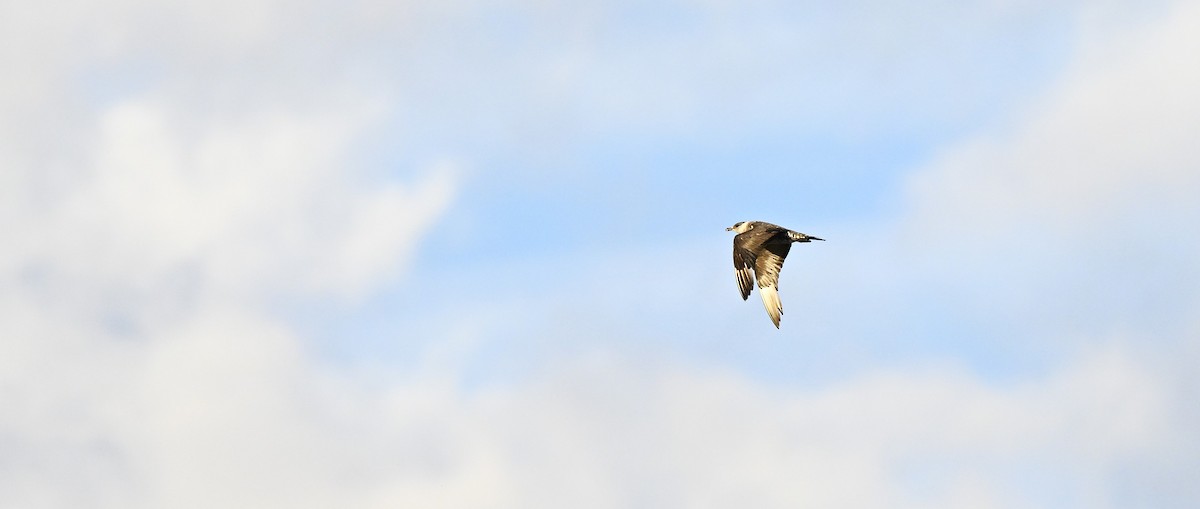 Parasitic Jaeger - ML646577973