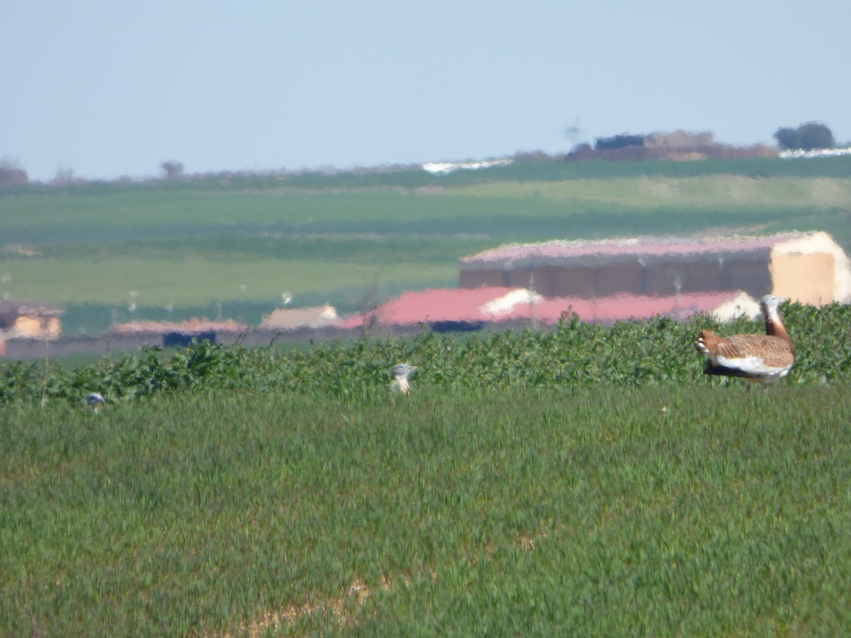 Great Bustard - ML646577974