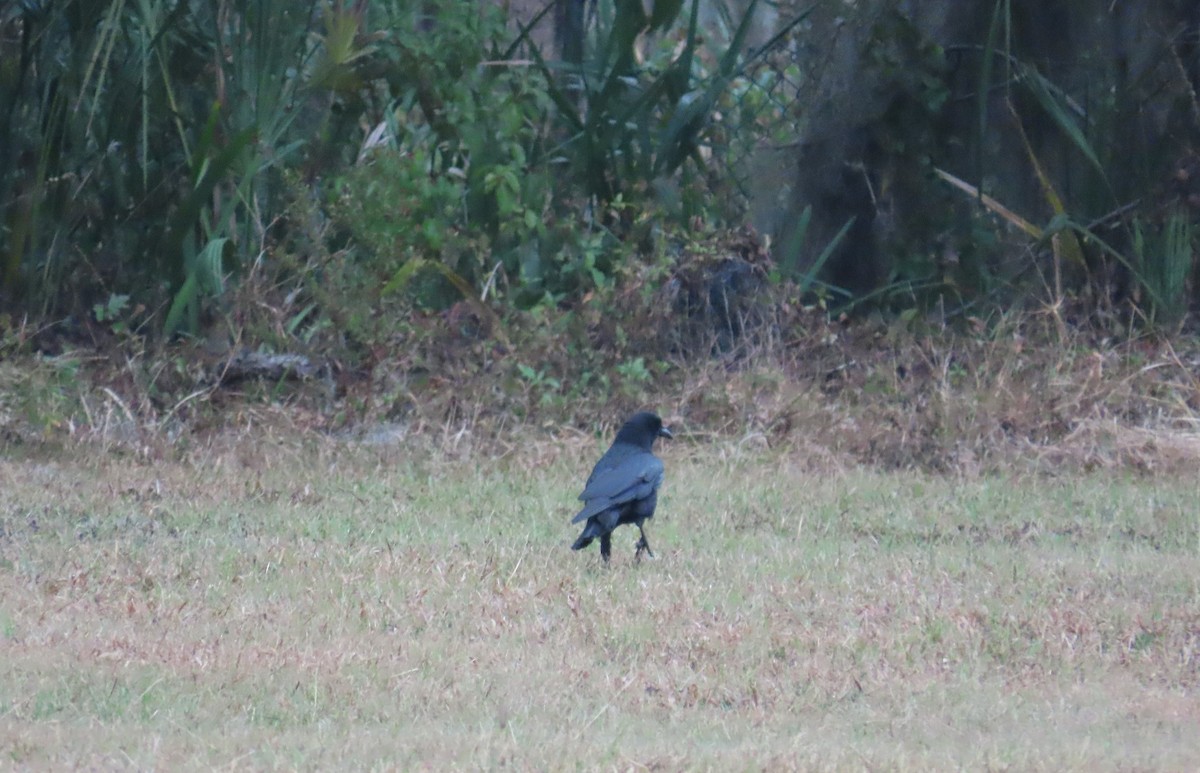 American Crow - ML646577975