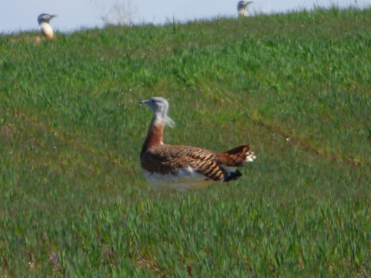 Great Bustard - ML646577978