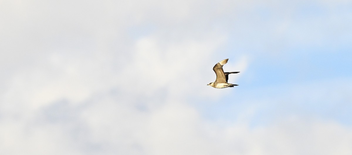 Parasitic Jaeger - ML646577979