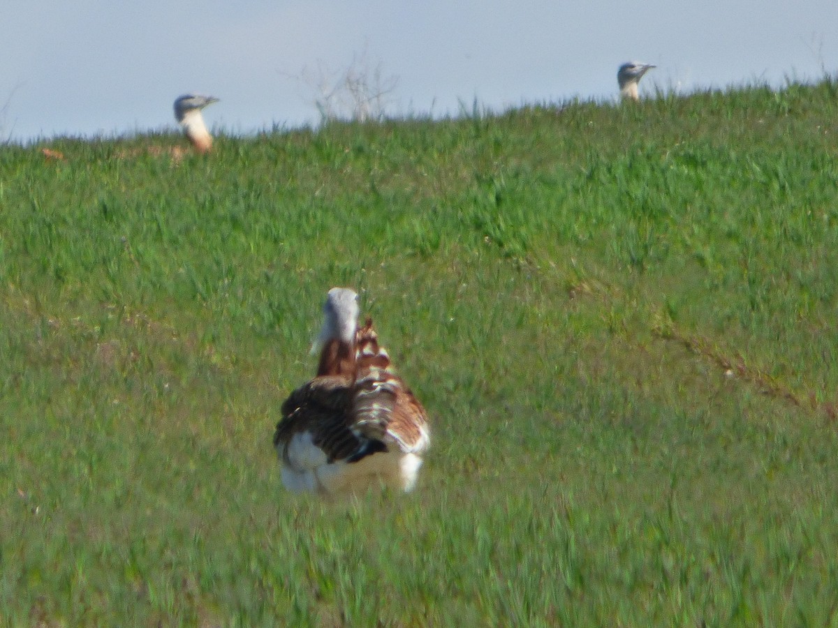 Great Bustard - ML646577982
