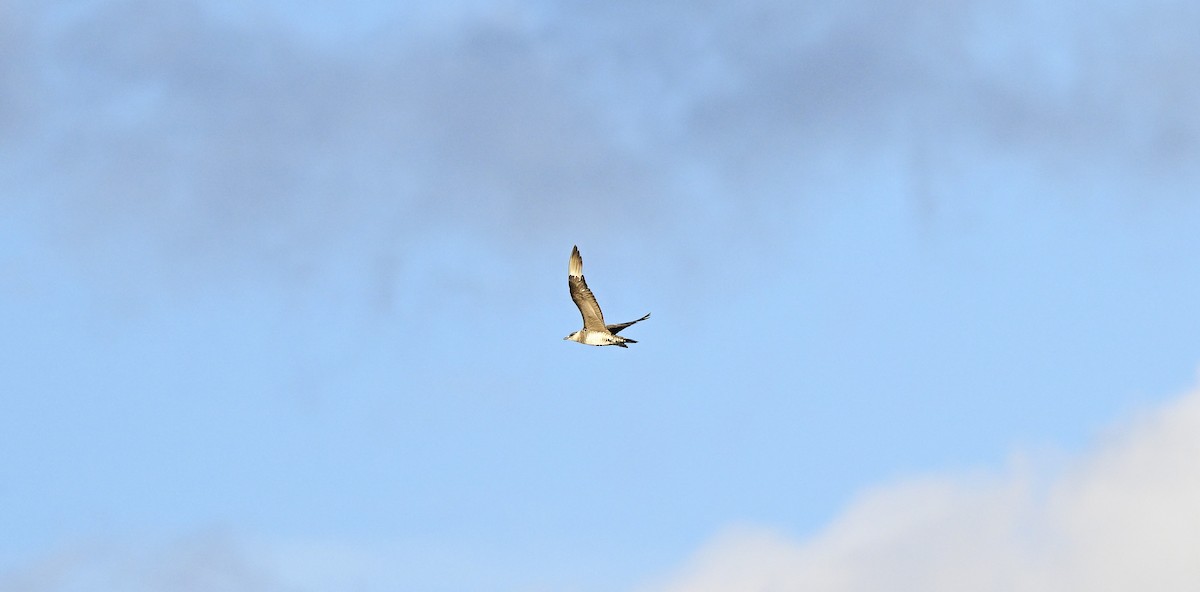 Parasitic Jaeger - ML646577983