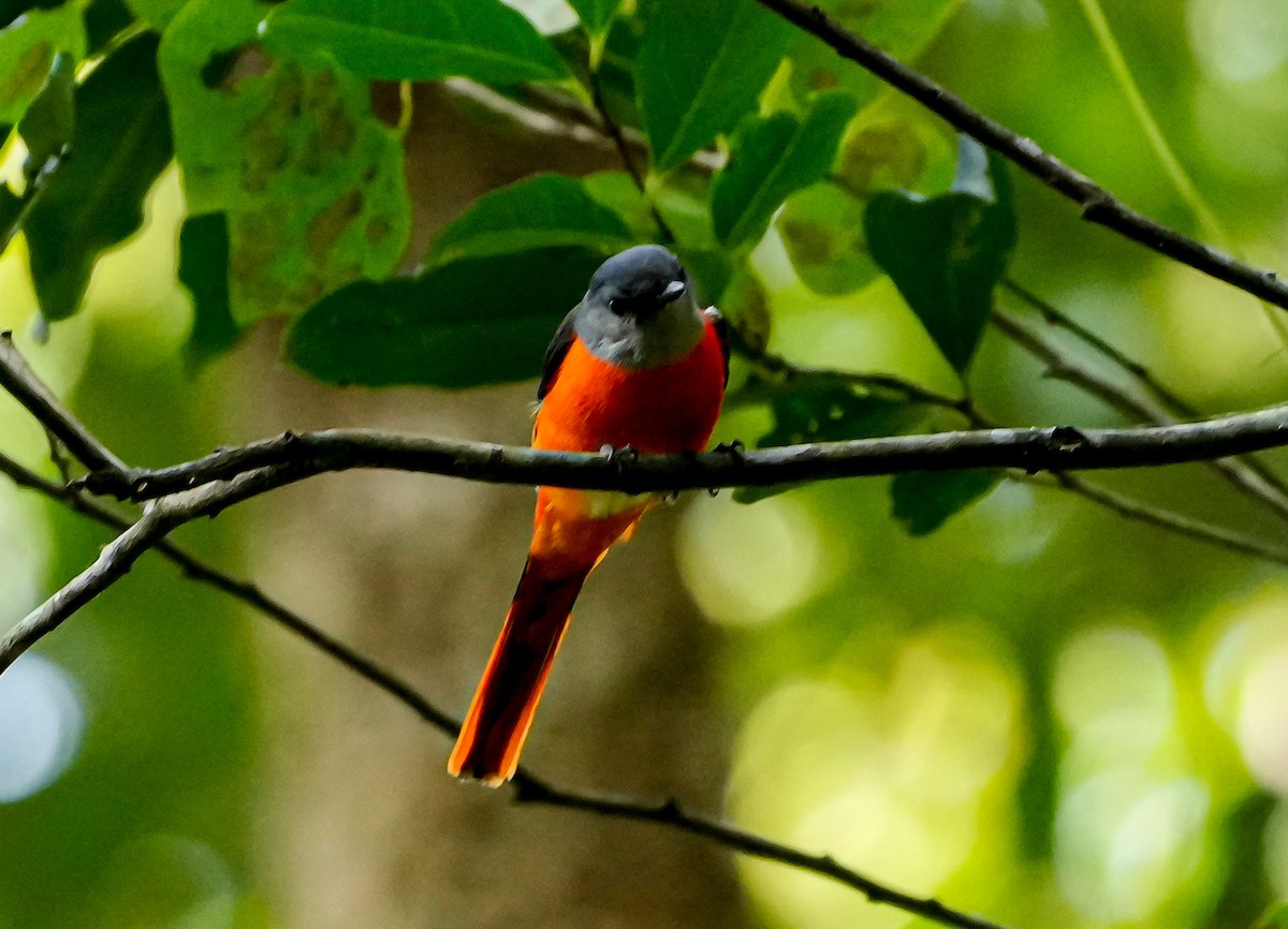 Личинкоїд сірощокий - ML646577984