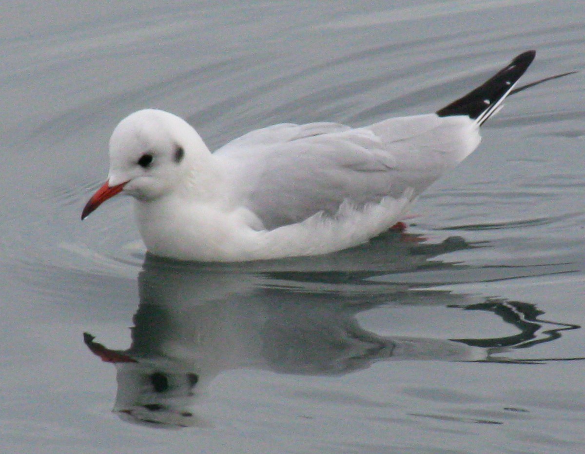 ユリカモメ - ML646577985