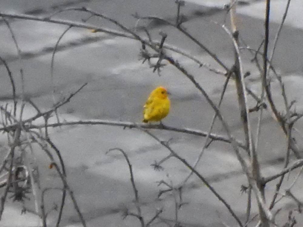 Saffron Finch - ML646577986