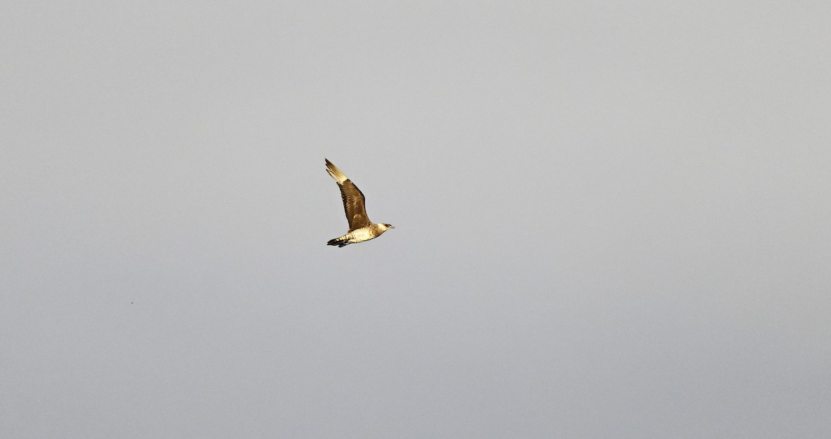 Parasitic Jaeger - ML646577987