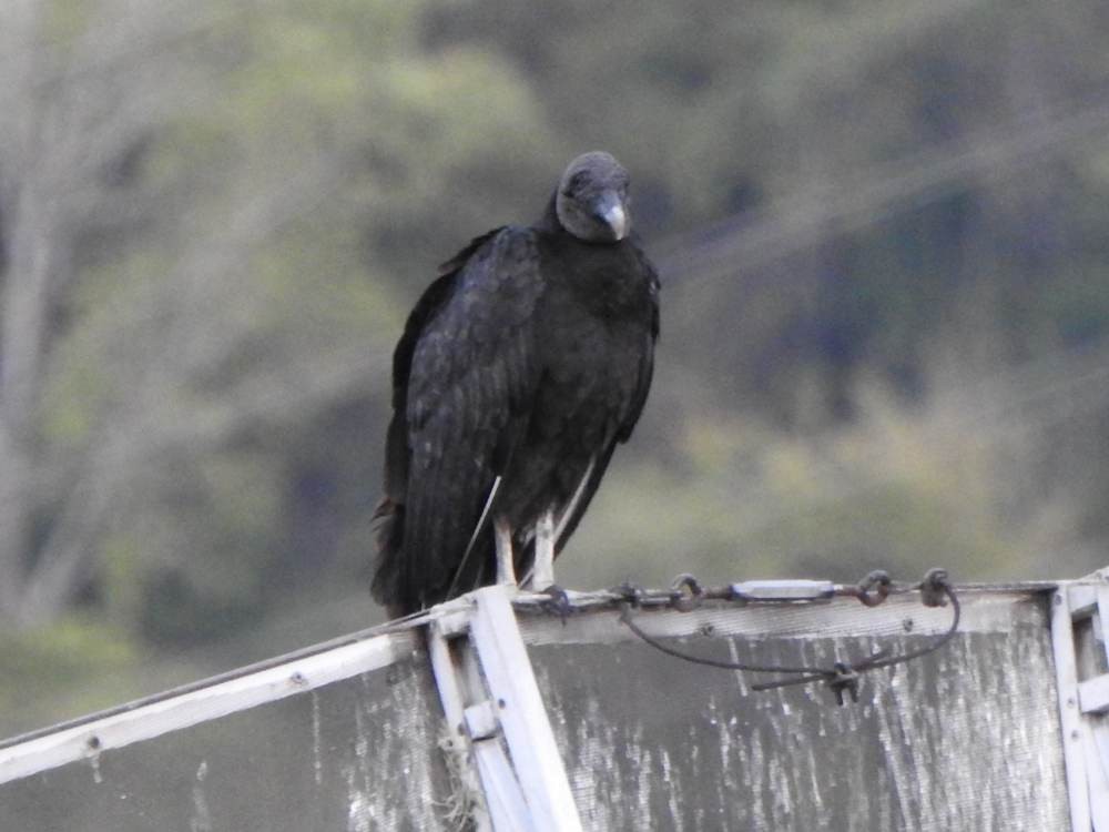 Black Vulture - ML646577988