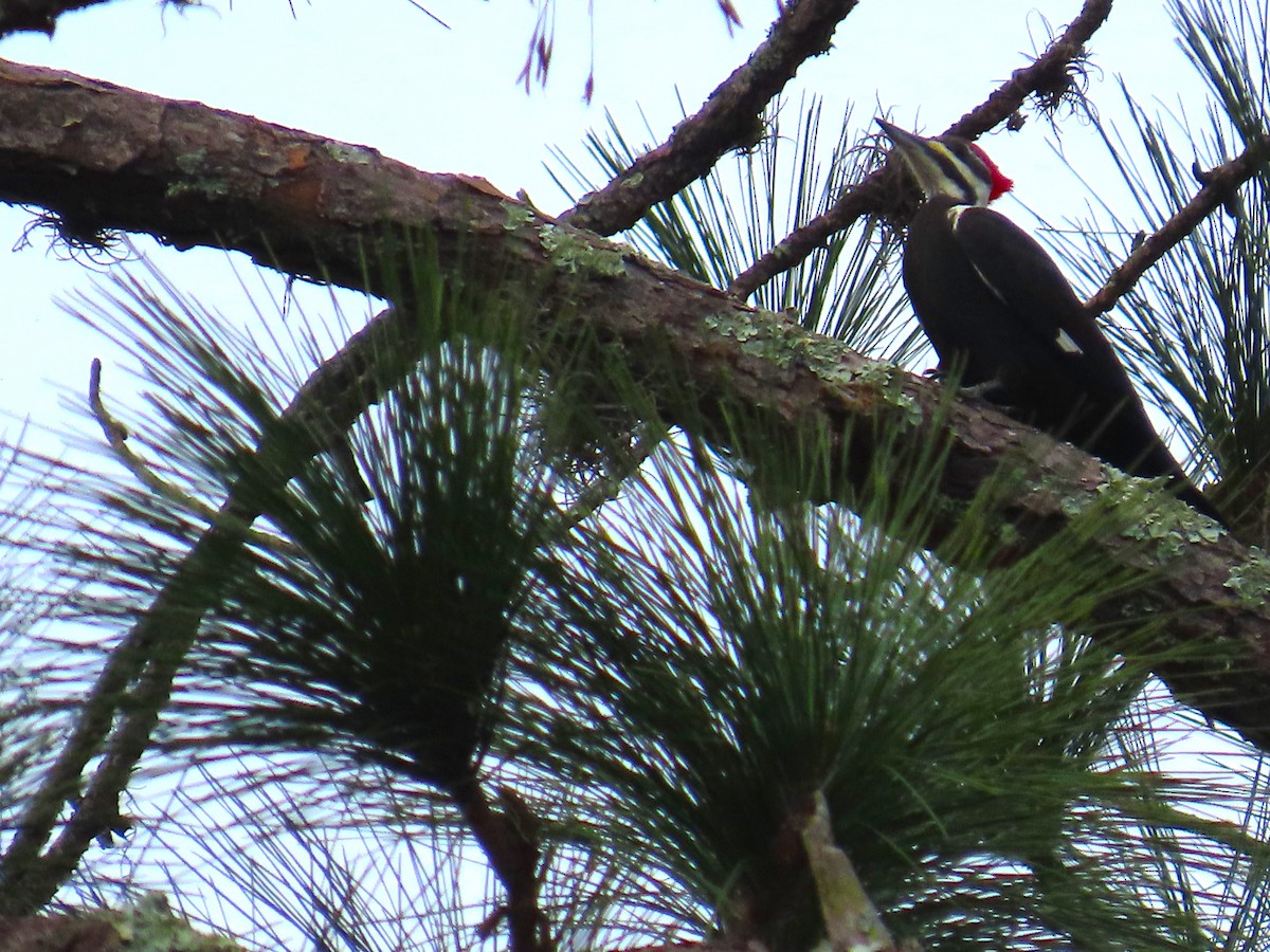Pileated Woodpecker - ML646577989