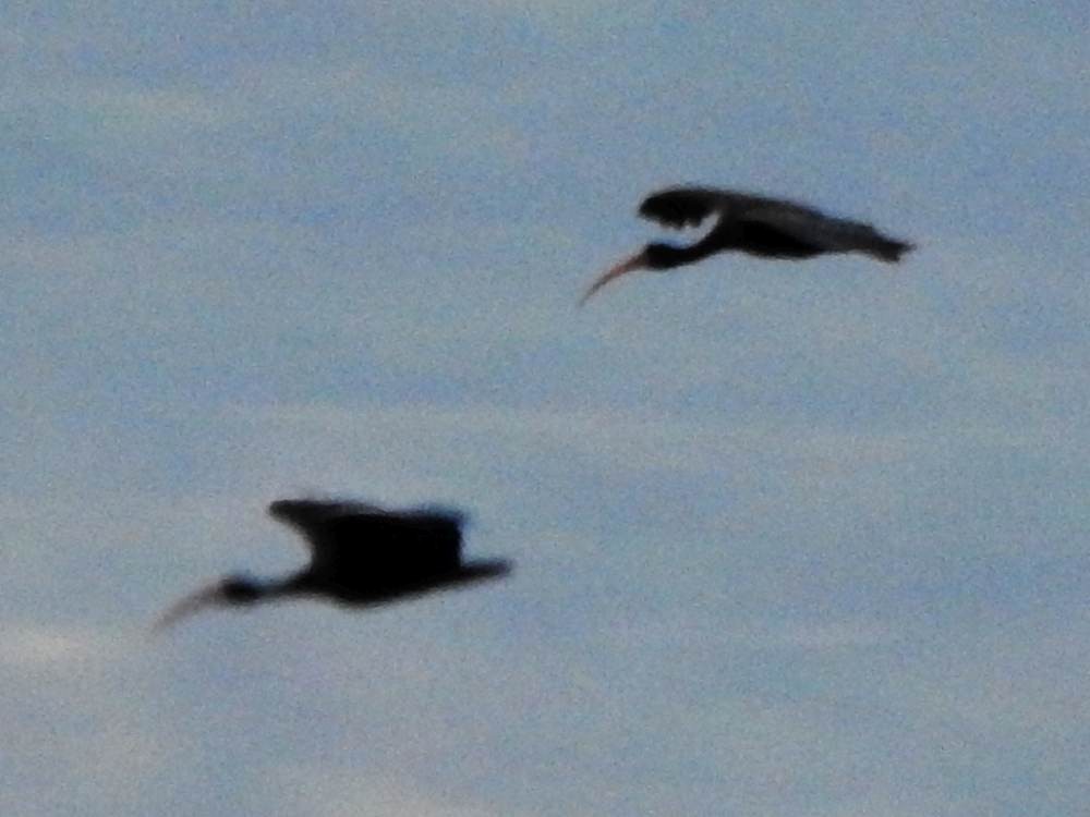 Bare-faced Ibis - ML646577991