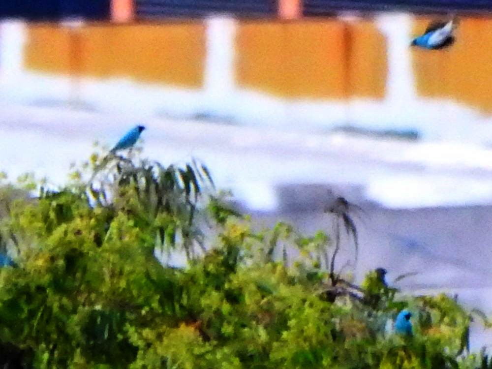 Swallow Tanager - ML646577994