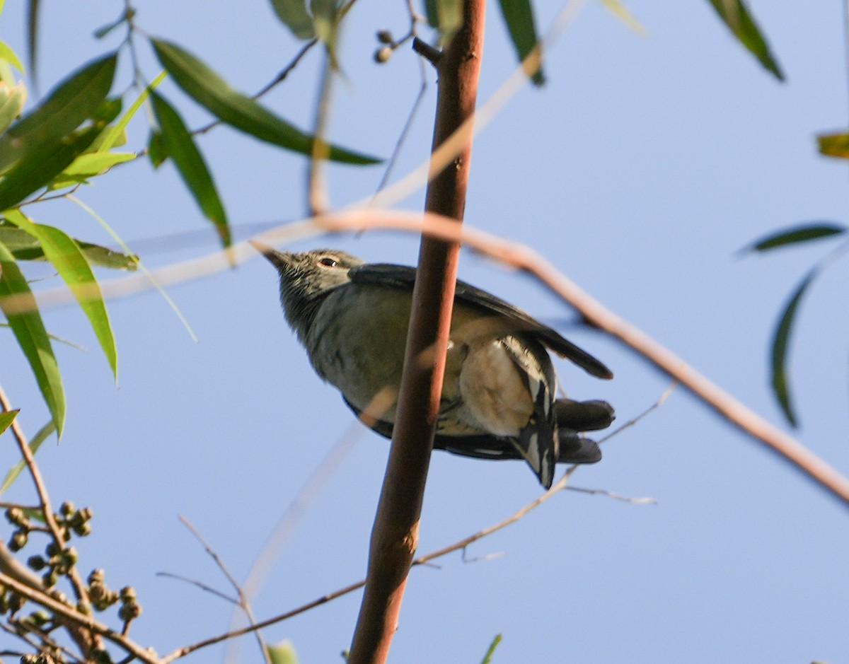 Black-winged Cuckooshrike - ML646577995