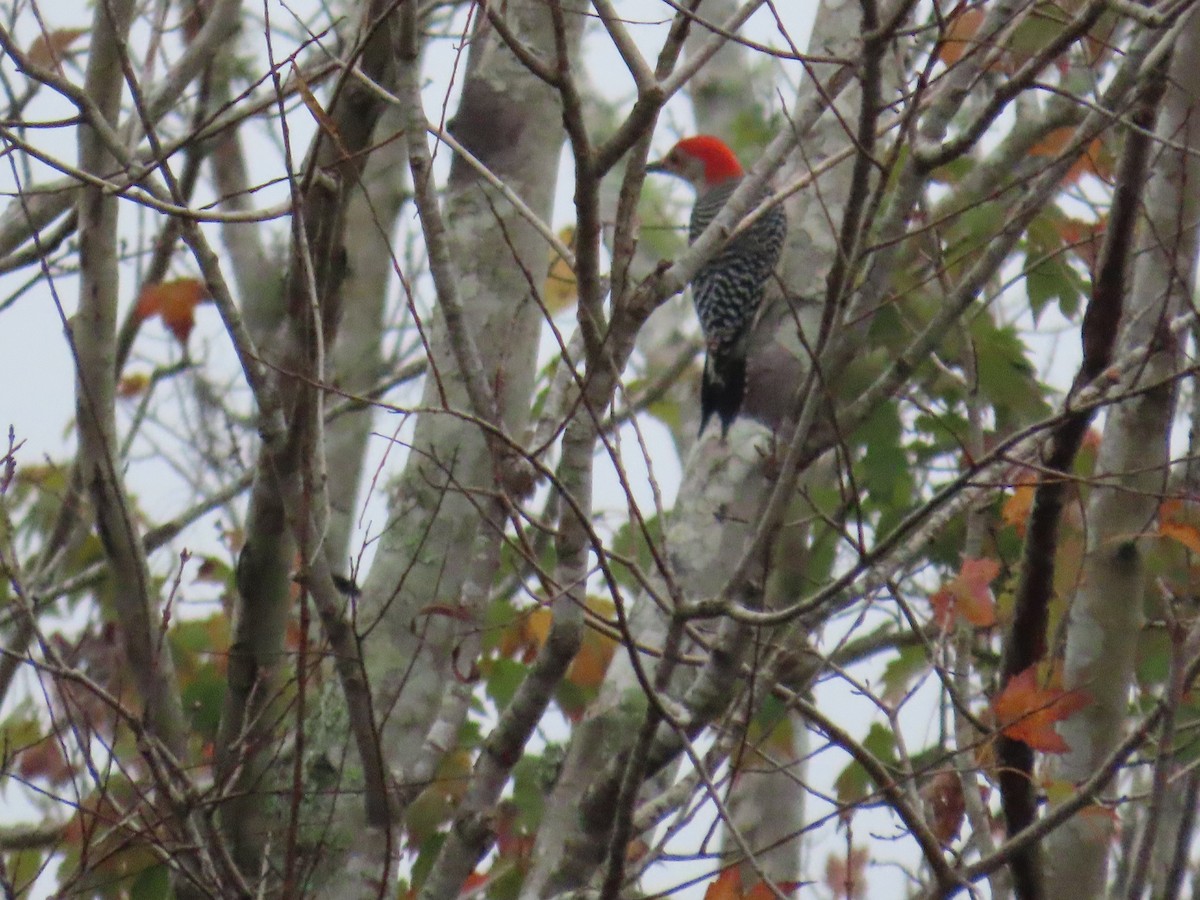 Carpintero de Carolina - ML646577996